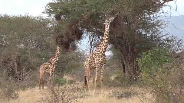 Kenia. Giraffen lopen op de savanne. — Stockvideo