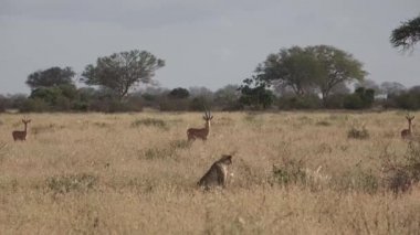 Kenya. Savanadaki çitalar