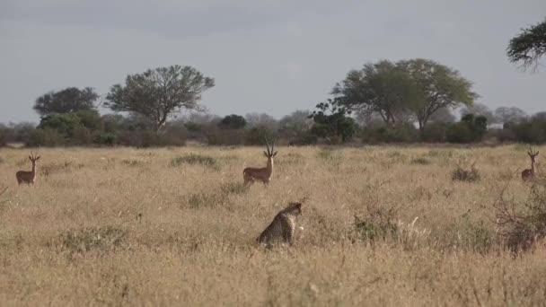 Kenya. Ghepardi nella savana — Video Stock