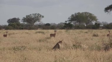 Kenya. Afrika bozkırlarındaki çitalar..