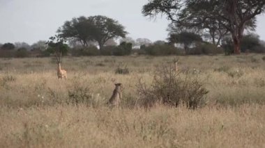 Kenya. Afrika bozkırlarındaki çitalar..