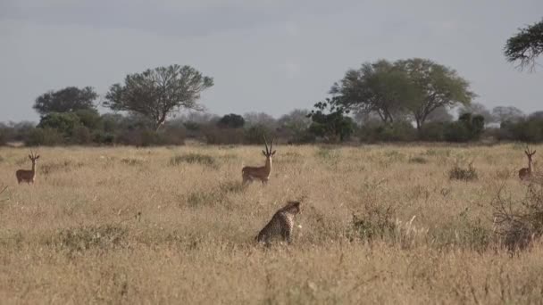 Le Kenya. Guépards dans la savane africaine. — Video