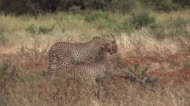 Le Kenya. Guépards dans la savane africaine. — Video