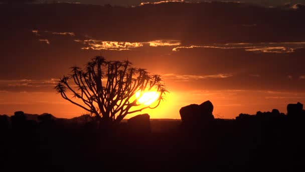 Ναμίμπια. Αλόη. Ηλιοβασίλεμα στην έρημο. — Αρχείο Βίντεο
