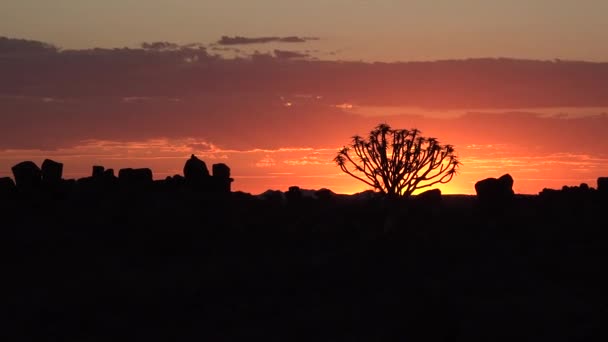 Намібія. Алое дерева. Захід сонця в пустелі. — стокове відео
