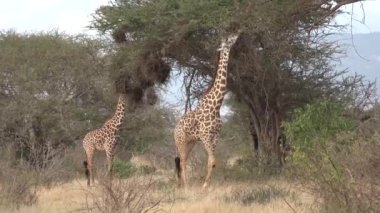 Kenya. Zürafalar ağaç yaprağı yerler.