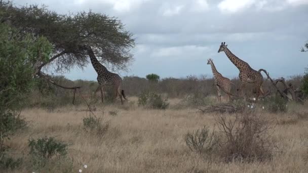 Kenia. Giraffen eten boombladeren — Stockvideo