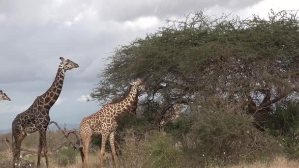 Kenia. Giraffen eten boombladeren — Stockvideo