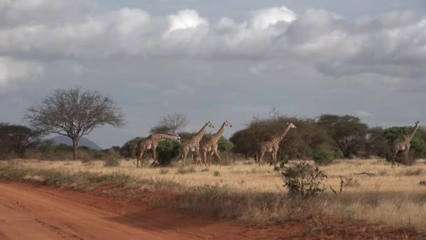 Kenyo. Žirafy jedí listy stromů — Stock video
