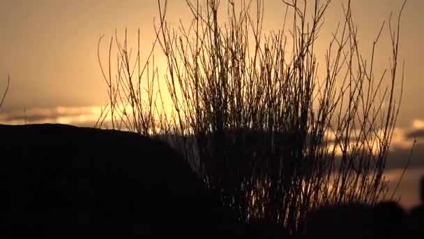 Sunset over a field near a village in Kenya two hours north of the Africa city Mombassa — Stock Video