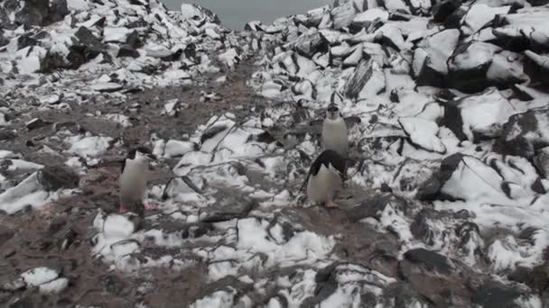 Antarktis. Adelie Penguins på klippor vid Hope Bay. Antarktiska halvön. — Stockvideo