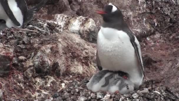 Antarctica. Adelie Penguins op de rotsen bij Hope Bay. Antarctisch Schiereiland. — Stockvideo