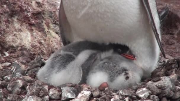 Антарктика. Адели Пингвины на камнях в бухте Хоуп. Антарктический полуостров. — стоковое видео