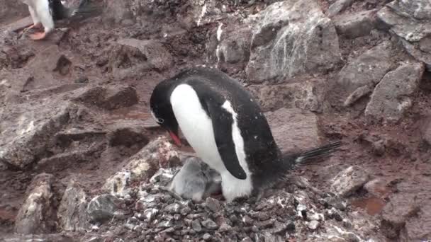 Antarktida. Adelie Penguins na skalách v Hope Bay. Antarktický poloostrov. — Stock video