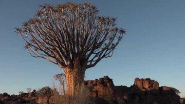 Namibya. Aloe ağaçları. Çölde gün batımı.