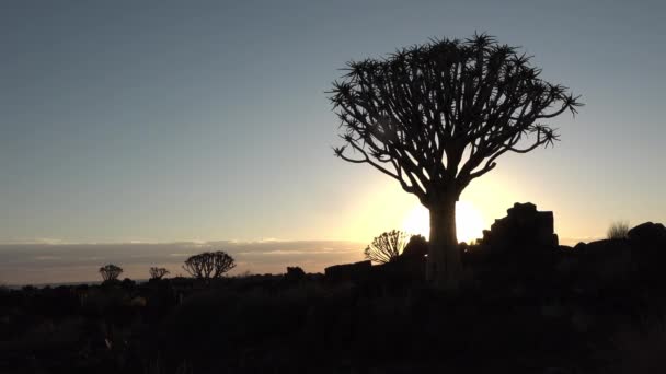 Namibia. Aloes drzewa. Zachód słońca na pustyni. — Wideo stockowe