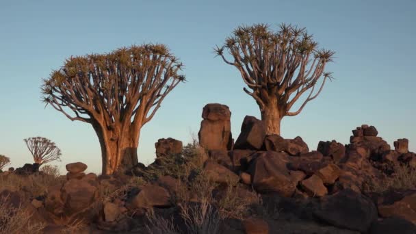 Namibia. Aloe alberi. Tramonto nel deserto. — Video Stock