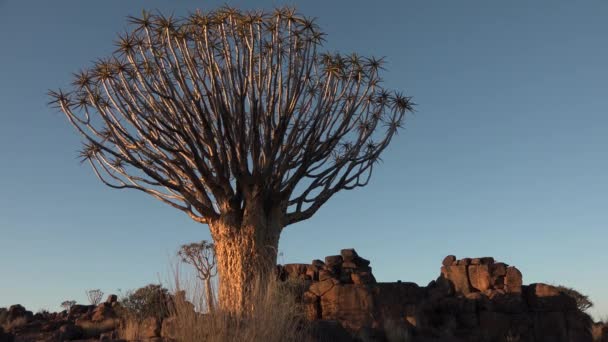 Намібія. Алое дерева. Захід сонця в пустелі. — стокове відео