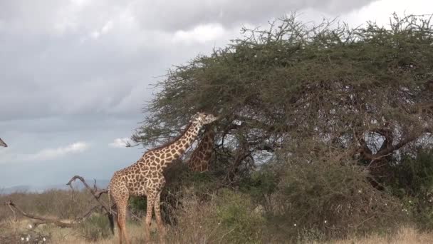 Dieren. Giraffen in de Afrikaanse savanne. — Stockvideo