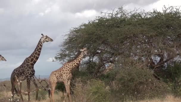 Dieren. Giraffen in de Afrikaanse savanne. — Stockvideo