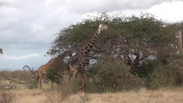 Animals. Giraffes in the African savannah. — Stock Video