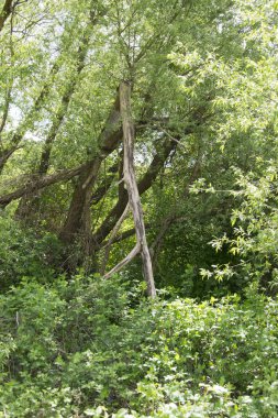Bavyera ormanı spessart ayrıntılarını