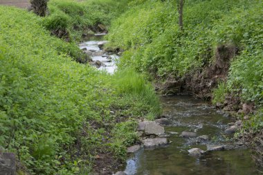Brook meadow yatakta