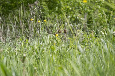 Güneş yeşil çayır