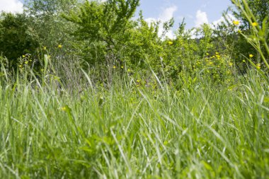 Güneş yeşil çayır