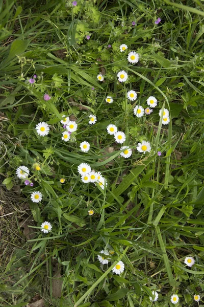 緑の草原に白い花 — ストック写真