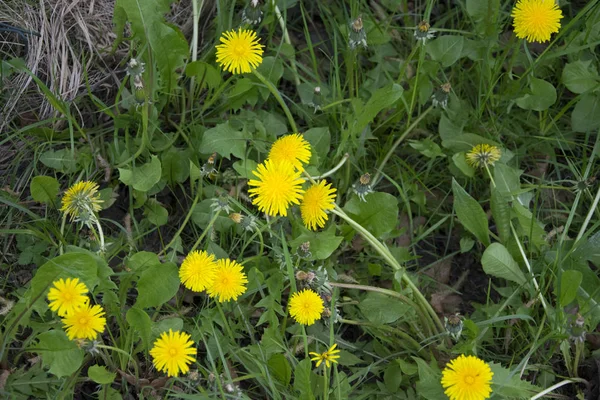 Fleurs Jaunes Sur Prairie Verte — Photo