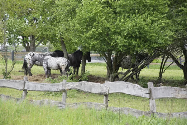 tree horses on a meadow