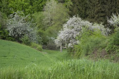 Bavyera ormanı spessart ayrıntılarını