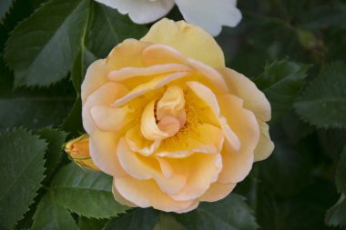 Sarı çiçek yakın çekim