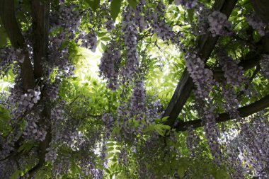 ağaç üzerinde Eflatun çiçekler