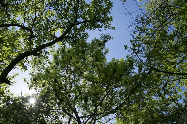Дерево Саду Замка Johinnesburg Городе Aschaffenburg Баварии — стоковое фото