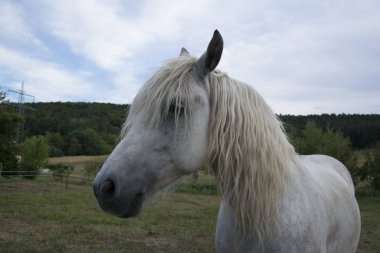Çayırdaki beyaz aygır