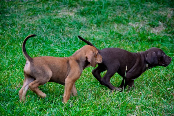 Dva Malí Psi Hrají Trávě — Stock fotografie
