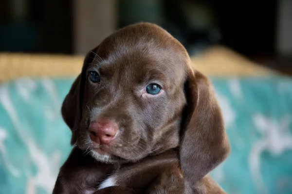 Ritratto Piccolo Cucciolo Carino — Foto Stock