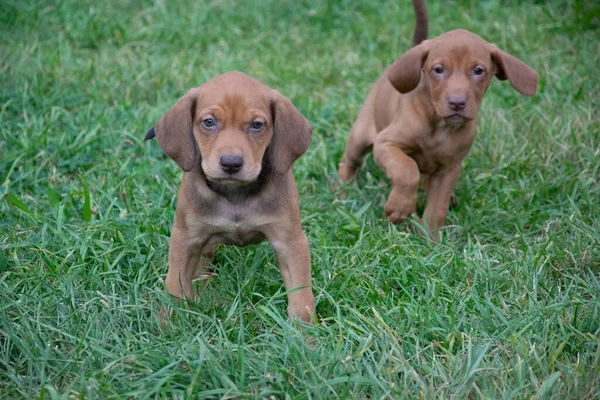 Due Cagnolini Che Giocano Nell Erba — Foto Stock