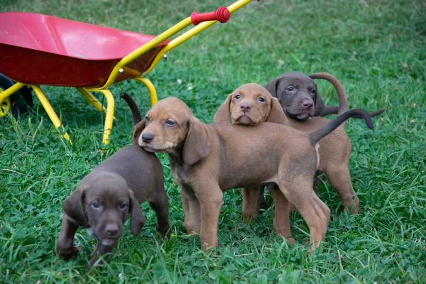 Tři Krásní Malí Psi — Stock fotografie
