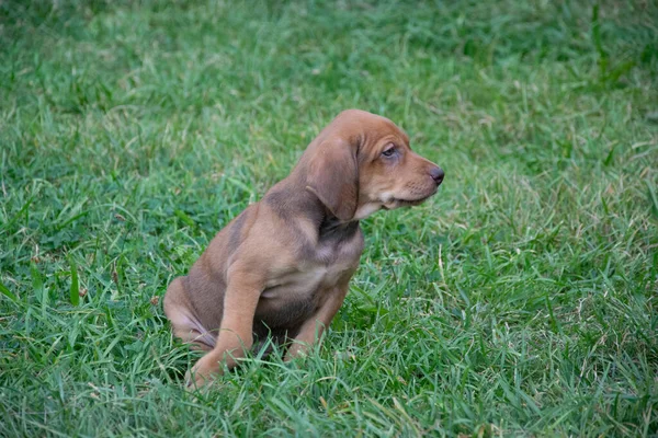 Junger Hund Auf Dem Feld — Stockfoto