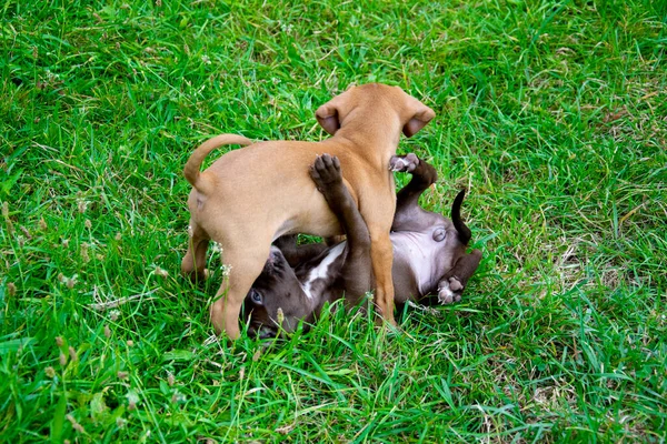 Twee Kleine Honden Spelen Het Gras — Stockfoto