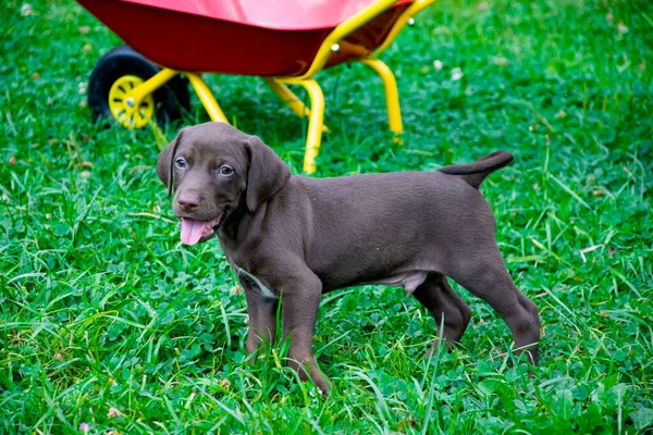 Молодая Собака Поле — стоковое фото