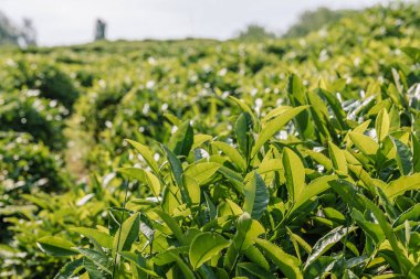 Sochi çay tarlaları çay yaprakları