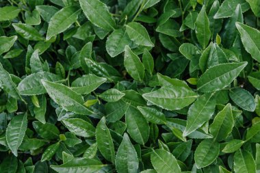 Sochi çay tarlaları çay yaprakları