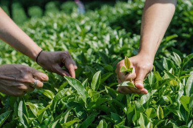 Tae yaprakları çay-bahçede toplama eller