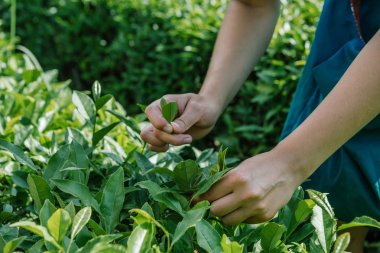 Tae yaprakları çay-bahçede toplama eller