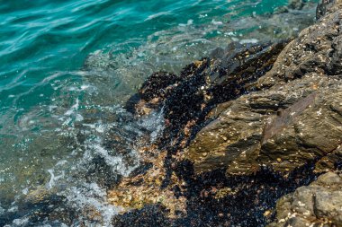 Midye koloni deniz buzlu