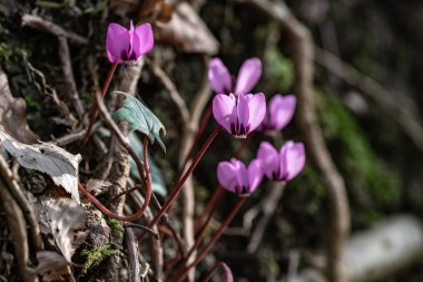 Erken orman jimnastik pantolonu cyclamens bir grup